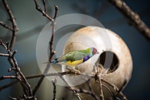 Gouldian Finch