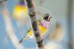 Gouldian Finch