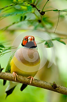 Gouldian Finch