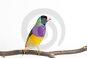 Gouldian finch Bird