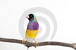 Gouldian finch Bird