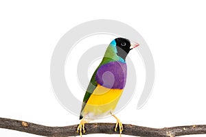 Gouldian finch Bird