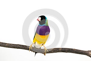 Gouldian finch Bird