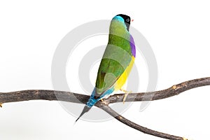 Gouldian finch Bird