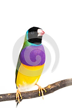 Gouldian finch Bird