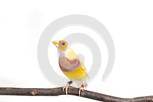 Gouldian finch Bird