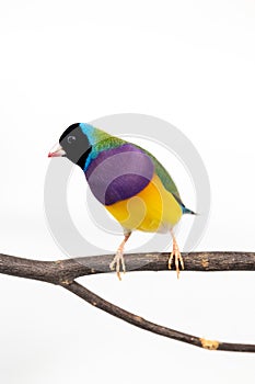 Gouldian finch Bird