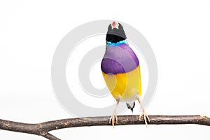 Gouldian finch Bird