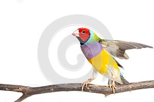 Gouldian finch Bird