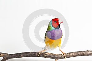 Gouldian finch Bird