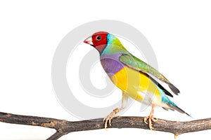 Gouldian finch Bird