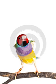 Gouldian finch Bird