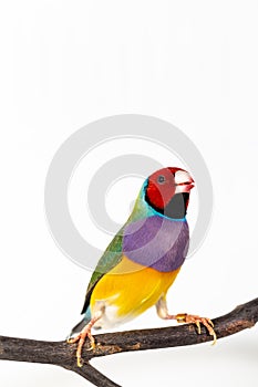 Gouldian finch Bird