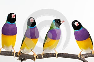 Gouldian finch Bird