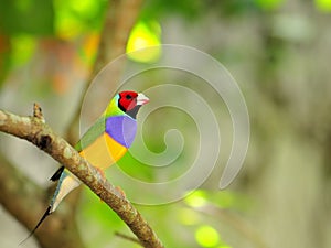 Gouldian Finch bird perched on branch, Florida