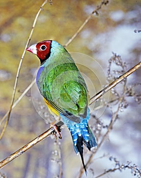 Gouldian Finch, chloebia gouldiae