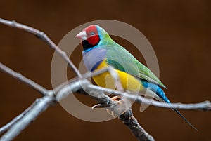 Gouldian Finch - Chloebia gouldiae, beautiful colorful small passerine bird