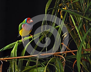 Gouldian finch, Chloebia gouldiae male