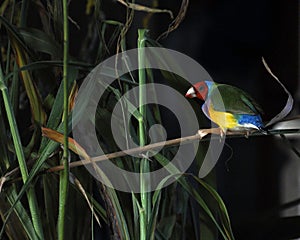 Gouldian finch, Chloebia gouldiae male