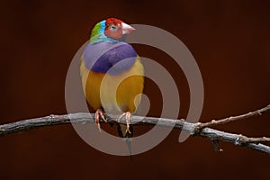 Gouldian finch, Chloebia gouldiae, rainbow bird from north of Australia