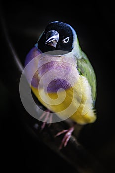 Gouldian Finch colorful bird