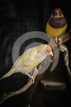 Gouldian Finch colorful bird