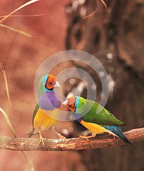 Gouldian Finch colorful bird on tree photo