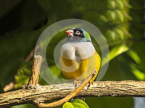 Gouldian finch,Erythrura gouldiae