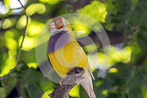 Gouldian finch,Erythrura gouldiae