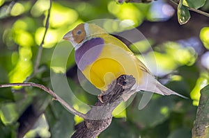 Gouldian finch,Erythrura gouldiae