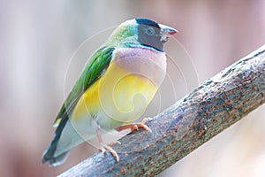 Gouldian finch (Erythrura gouldiae)