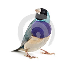 Gouldian Finch, Erythrura gouldiae