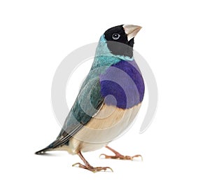 Gouldian Finch, Erythrura gouldiae