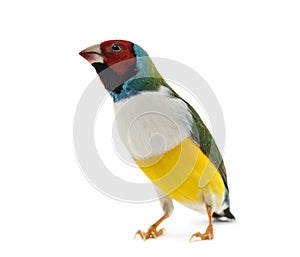 Gouldian Finch, Erythrura gouldiae