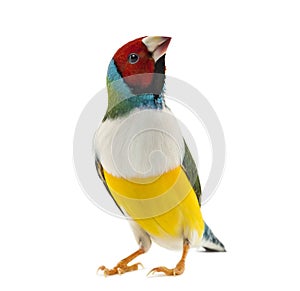 Gouldian Finch, Erythrura gouldiae