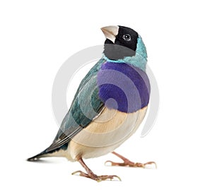 Gouldian Finch, Erythrura gouldiae