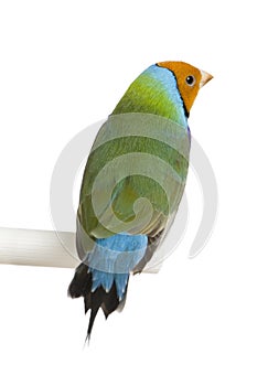 Gouldian Finch - Erythrura gouldiae