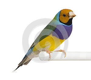 Gouldian Finch - Erythrura gouldiae