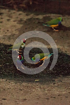 Gouldian finch Erythrura gouldiae