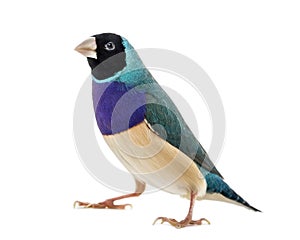 Gouldian Finch, Erythrura gouldiae