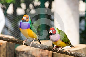 The Gouldian finch or Erythrura gouldiae, male, aka the Lady Gouldian finch, Goulds finch or the rainbow finch