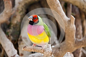 The Gouldian finch or Erythrura gouldiae, male, aka the Lady Gouldian finch, Goulds finch or the rainbow finch