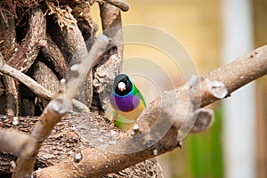 The Gouldian finch or Erythrura gouldiae, male, aka the Lady Gouldian finch, Goulds finch or the rainbow finch