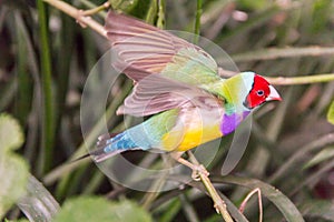 Gouldian finch flapping wings while perching on a tree branch