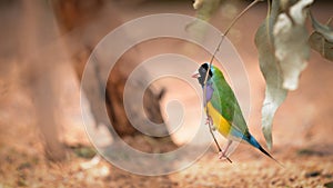 Gouldian Finch hung on branch