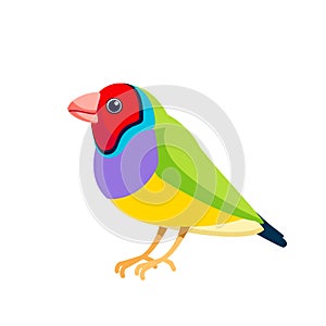 Gouldian finch or Lady Gouldian finch, Gould's finch or the rainbow finch, is a colourful passerine bird that is native