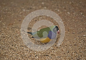 the gouldian finch is looking for food