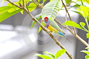 Gouldian Finch, Male, Red Head on A Branch