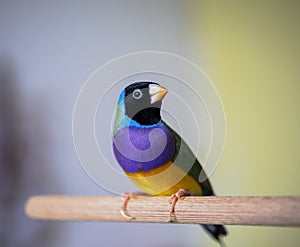Gouldian Finch series. Green, with a black head and purple breasts, male. Landed on a stick.