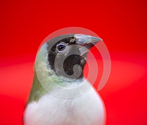 Gouldian Finch series. Green, with a black head and white breasts, female. Close up, on a red background.